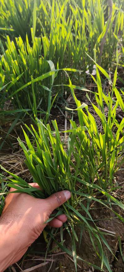 Fall Armyworm - Wheat