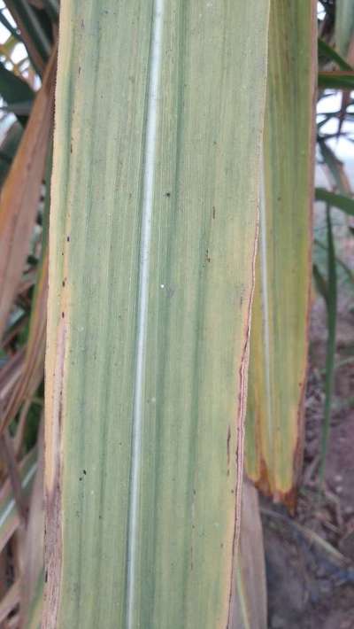 Iron Deficiency - Sugarcane