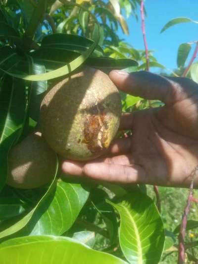 Fruit Cracking - Mango