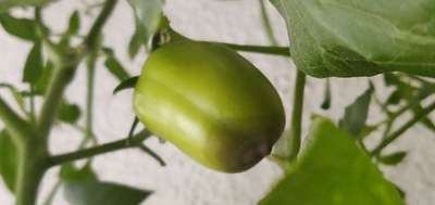 Blossom End Rot - Tomato