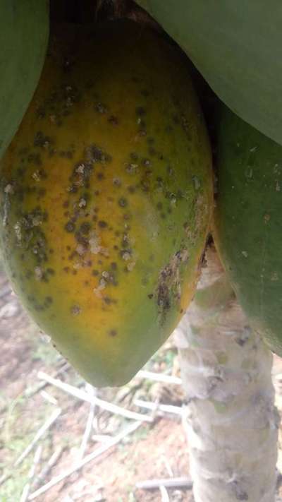 Anthracnose of Papaya and Mango - Papaya