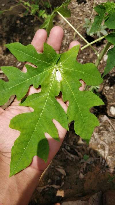 Magnesium Deficiency - Papaya