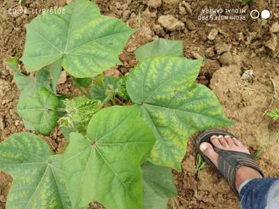 Magnesium Deficiency - Cotton