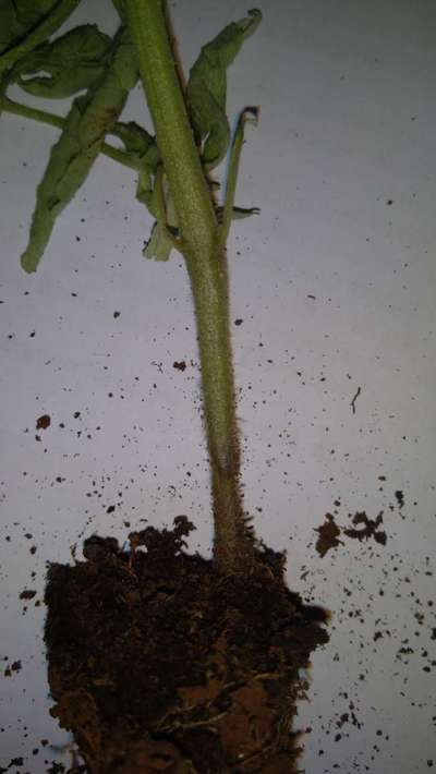 Fusarium Wilt - Tomato