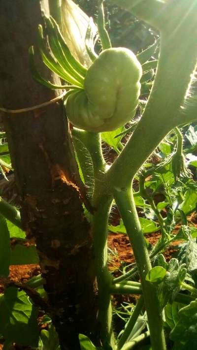 Podridão Apical - Tomate