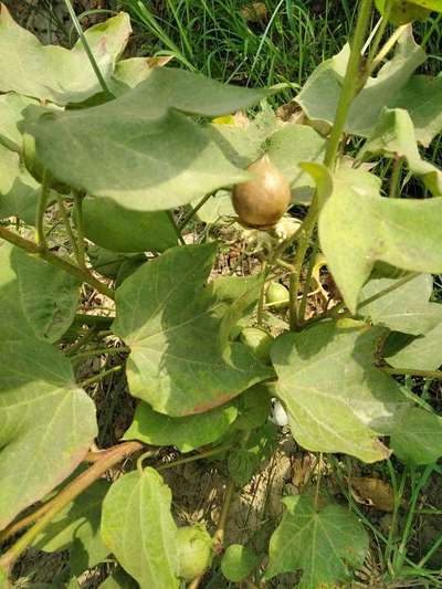 Nitrogen Deficiency - Cotton