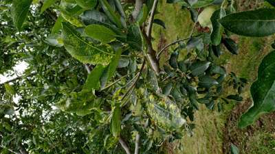 Apple Mosaic Virus - Apple