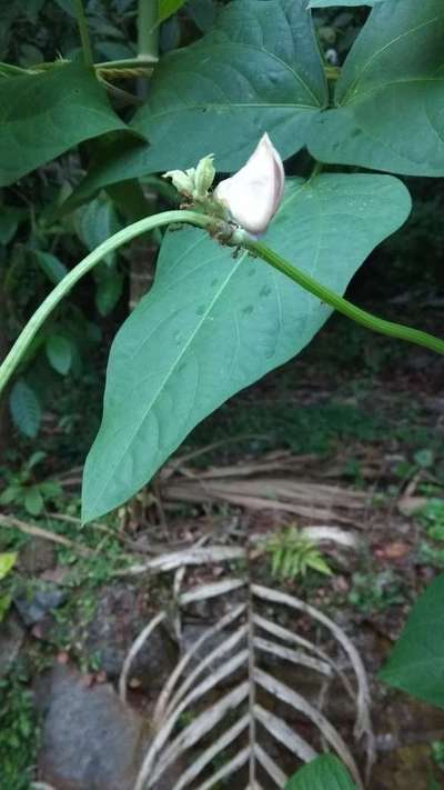മുഞ്ഞകള്‍ - ഉഴുന്ന് & ചെറുപയർ