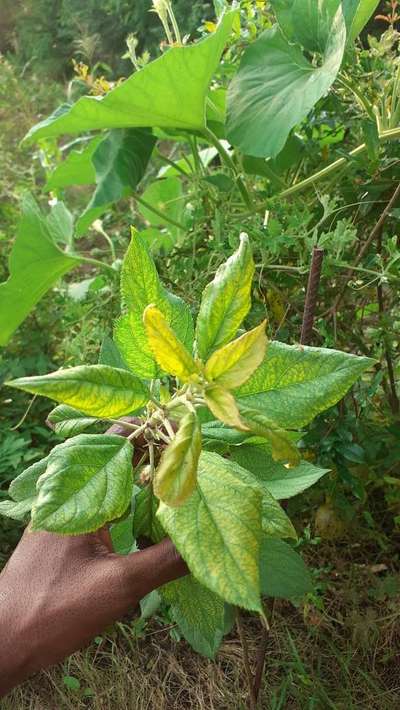 Spider Mites - Pear