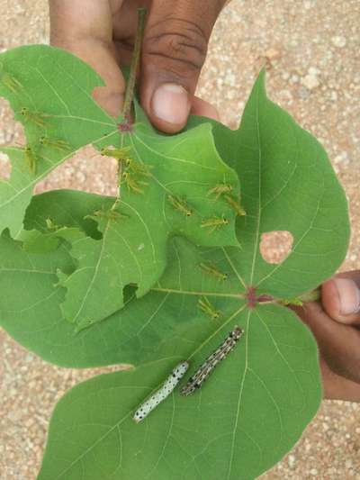 Tobacco Caterpillar - Cotton