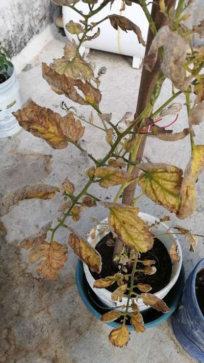 Podredumbre de las raíces por Fusarium - Tomate