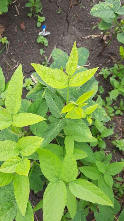 Iron Deficiency - Soybean