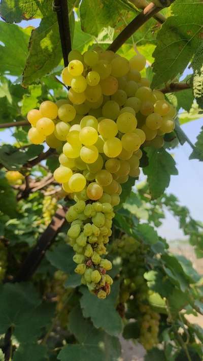 Black Rot of Grape - द्राक्षे