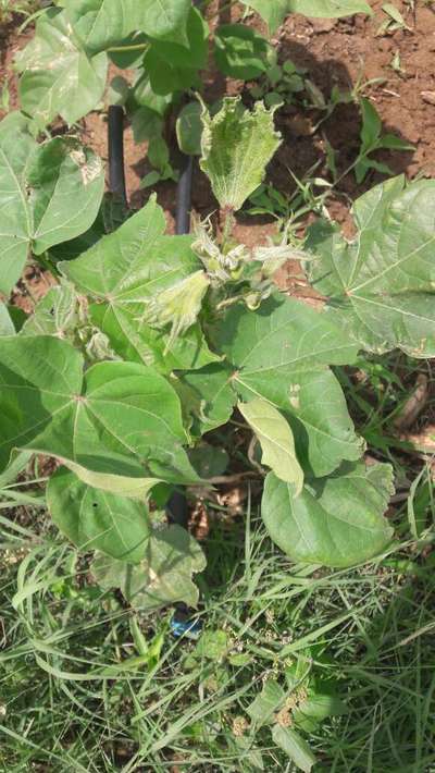 Herbicide Growth Damage - Cotton