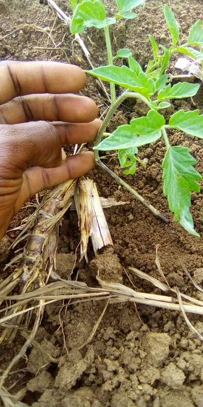 Fusarium Stem Rot - Tomato