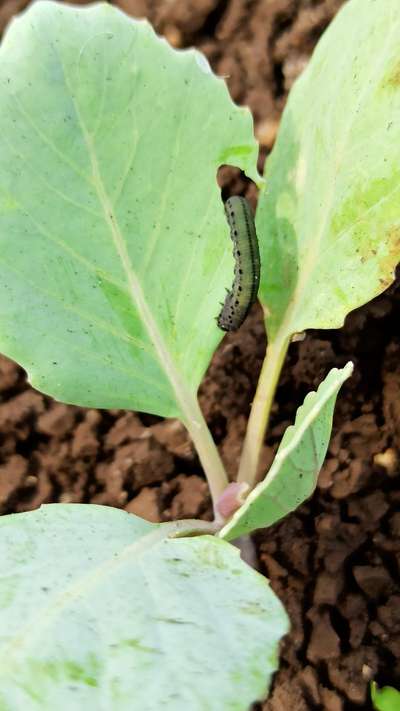 Tobacco Caterpillar - Cabbage