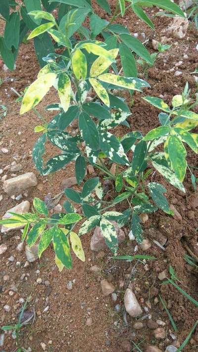Sterility Mosaic Virus - Pigeon Pea & Red Gram