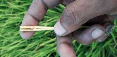 Stem Borer - Rice