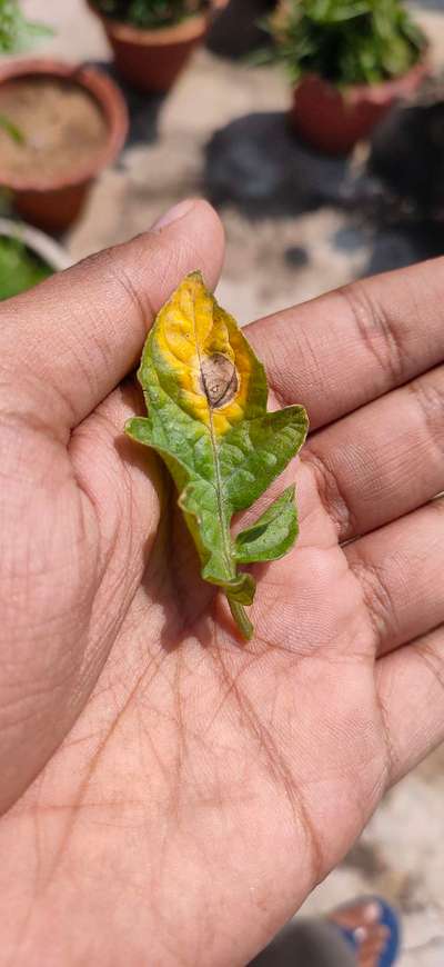 Early Blight - Tomato