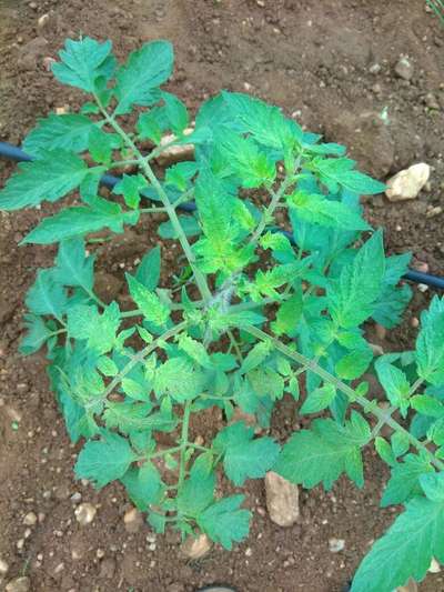 Tomato Spotted Wilt Virus - Tomato