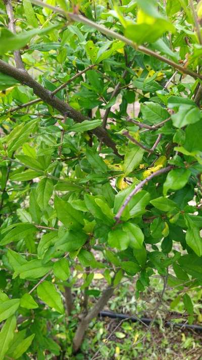 Anthracnose of Pomegranate - Pomegranate