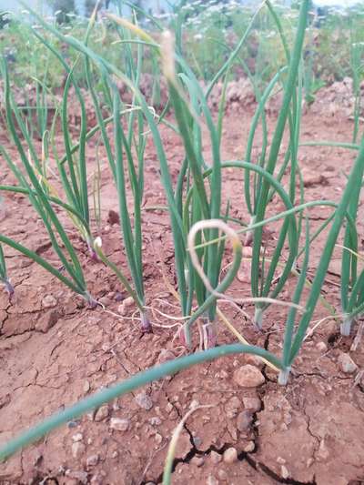 Botrytis Leaf Blight - Onion