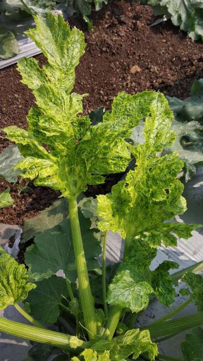 Bean Yellow Mosaic Virus - Zucchini