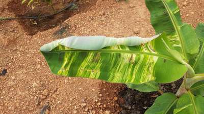 Cucumber Mosaic Virus on Banana - Banana