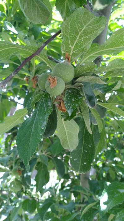 Pesticide Burn - Apple