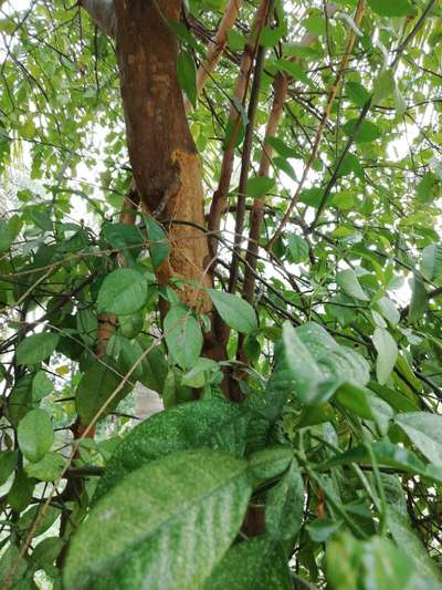 Spider Mites - Citrus