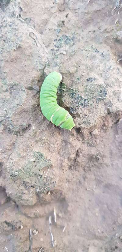 Giant Swallowtail Caterpillar - Citrus