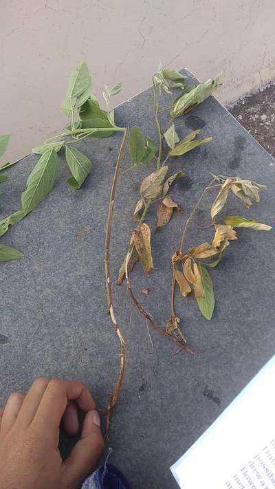 Ashy Stem Blight of Bean - Pigeon Pea & Red Gram