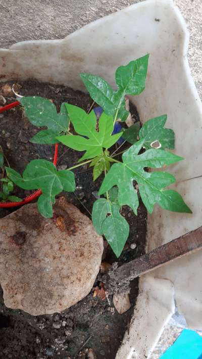 Boron Deficiency - Papaya