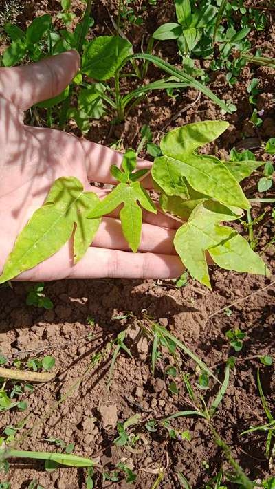 Nitrogen Deficiency - Papaya