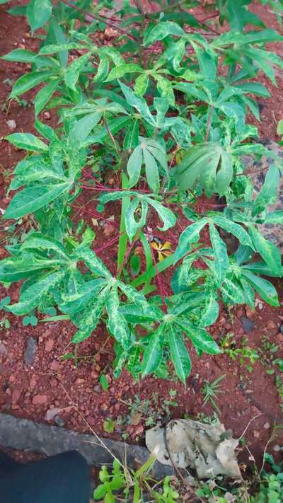 Cassava Mosaic Disease - കപ്പക്കിഴങ്ങ്