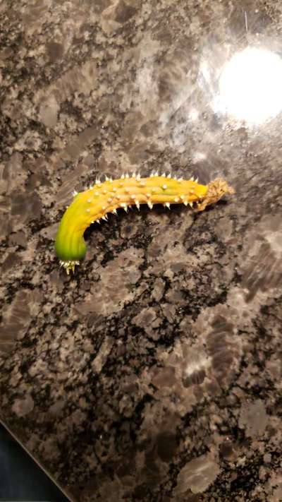 Gummy Stem Blight of Cucurbits - Cucumber