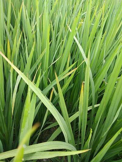 Leaf Scald of Rice - Rice