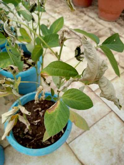 Phyllosticta Leaf Spot - Soybean