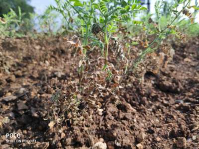 Ashy Stem Blight of Bean - Chickpea & Gram