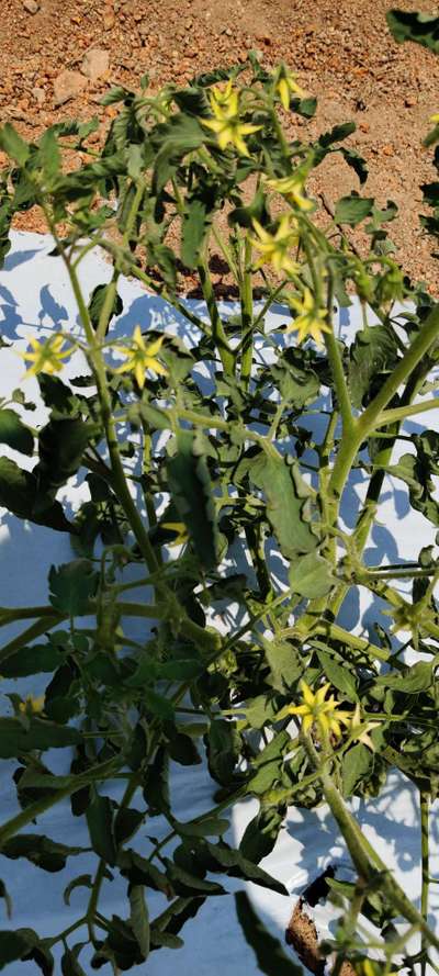 Bacterial Wilt - Tomato