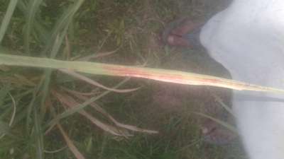 Sugarcane Common Rust - Sugarcane