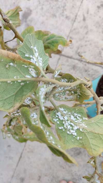 Mealybug - Brinjal