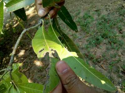 Calcium Deficiency - Mango