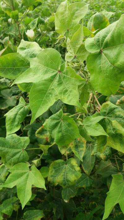 Cotton Leafhopper Jassids - Cotton