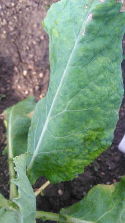 Whiteflies - Cauliflower