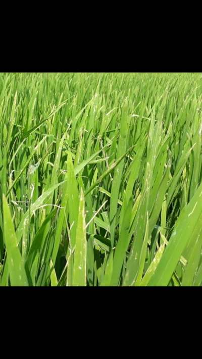 Bacterial Blight of Rice - Rice