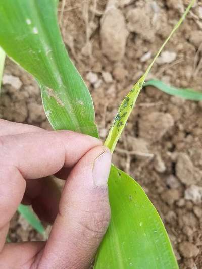 Spotted Stemborer - Sorghum