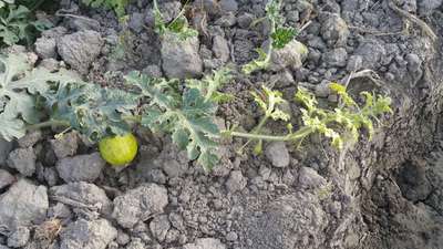 Thrips - Melon