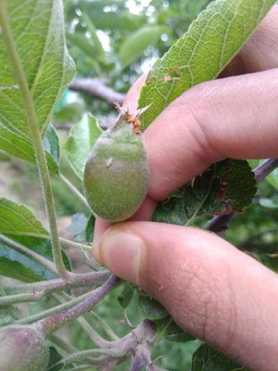 Aphids - Apple