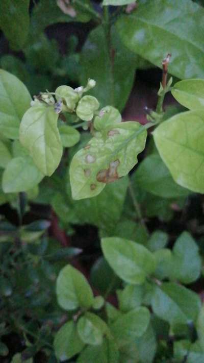 Anthracnose of Papaya and Mango - Citrus